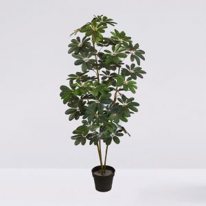 Cheflera X3 Verde En Maceta 152Cm