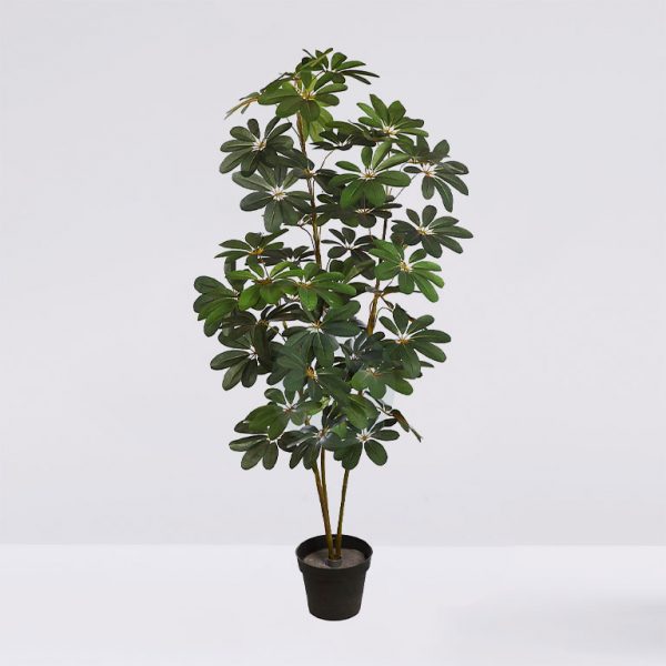 12715M.jpg Cheflera X3 Verde En Maceta 152Cm - Imagen 1