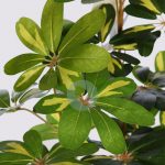 Cheflera Artificial 153Cm - Imagen 2