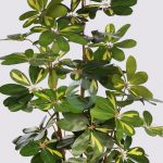 Cheflera Artificial 153Cm - Imagen 3