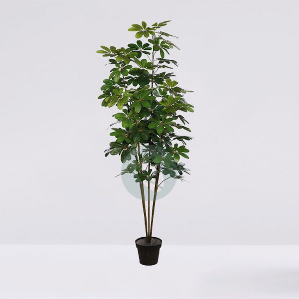 12717M.jpg Planta Cheflera X5 En Maceta 180Cm - Imagen 1