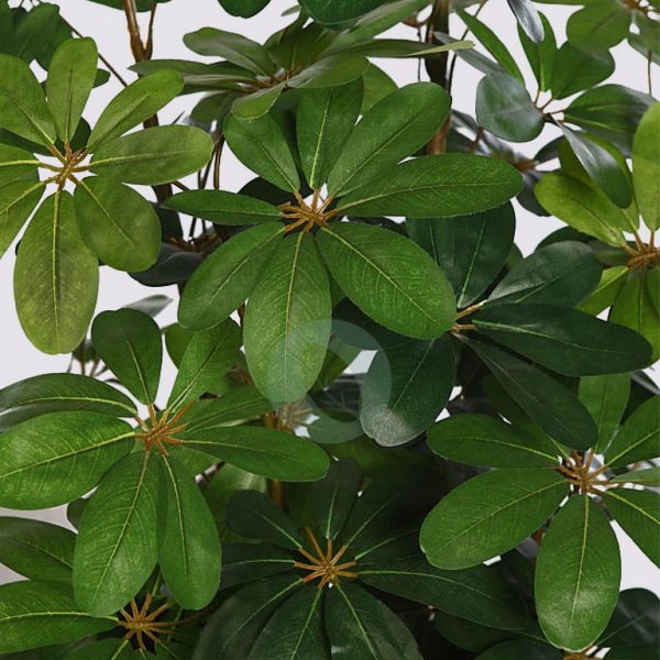 Planta Cheflera X5 En Maceta 180Cm - Imagen 2