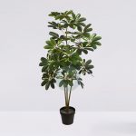 Planta Cheflera X3 En Maceta 120Cm