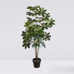 Planta Cheflera X3 En Maceta 120Cm