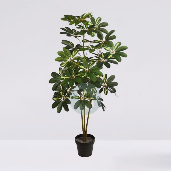 Planta Cheflera X3 En Maceta 120Cm - Imagen 1