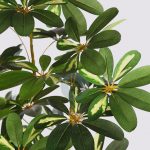 Planta Cheflera X3 En Maceta 120Cm - Imagen 2