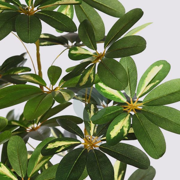 Planta Cheflera X3 120Cm - Imagen 2