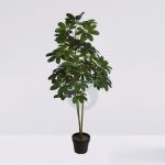 Planta Cheflera X3 En Maceta 122Cm