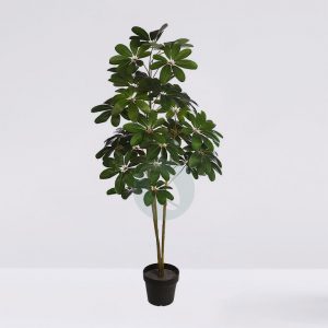 Planta Cheflera X3 En Maceta 122Cm