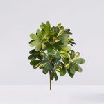 Escheflera Variegada 70Cm