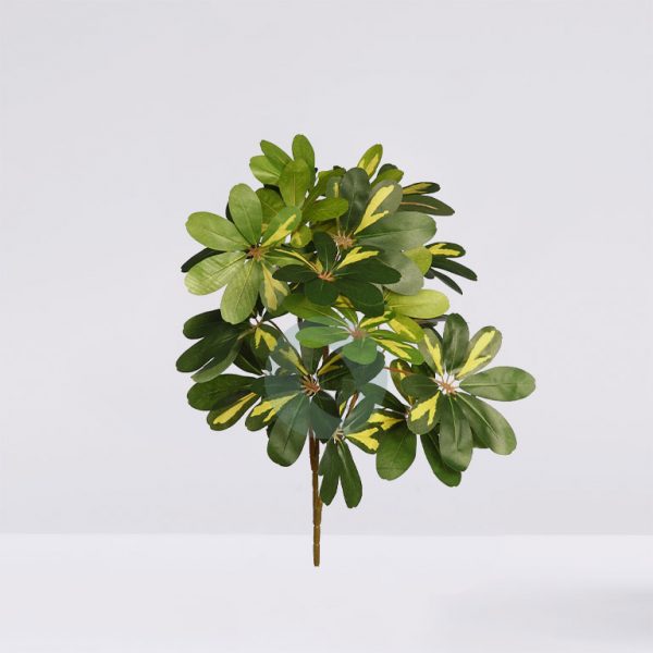 16681.jpg Escheflera Variegada 70Cm - Imagen 1