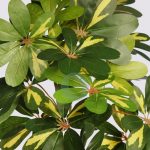 Escheflera Variegada 70Cm - Imagen 2