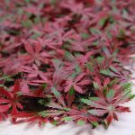 Placa Aralia Roja 50X50Cm - Imagen 2