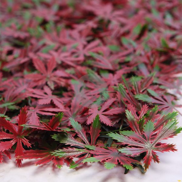 188005D_2.jpg Placa Aralia Roja 50X50Cm - Imagen 2