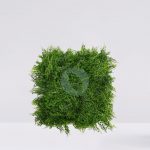 Placa Plantas Helechos 50X50Cm