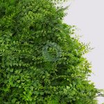 Placa Plantas Helechos 50X50Cm - Imagen 2