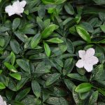 Placa Flor Blanca 50X50Cm - Imagen 2