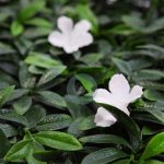 Placa Flor Blanca 50X50Cm - Imagen 3