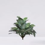 Planta Aphelandra 60Cm