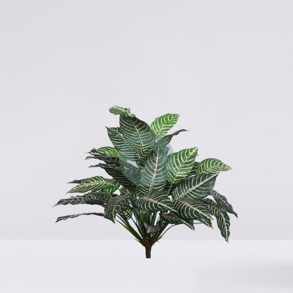 19605.jpg Planta Aphelandra 60Cm - Imagen 1