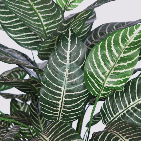 Planta Aphelandra 60Cm - Imagen 2