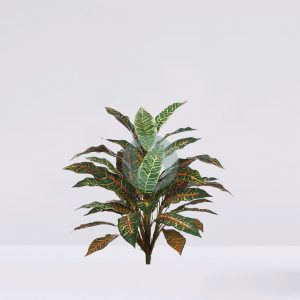 Planta Croton  70Cm