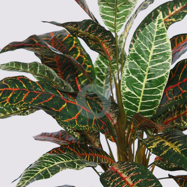 Planta Croton  70Cm - Imagen 2