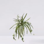 Planta De Cinta Colgante Artificial 55 Cm