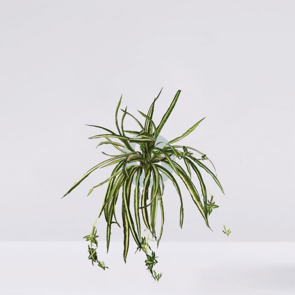 26942.jpg Planta De Cinta Colgante Artificial 55 Cm - Imagen 1