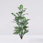 Difembachea X9 50 Hojas 106Cm