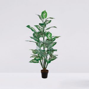 Difembachea En Maceta 106Cm