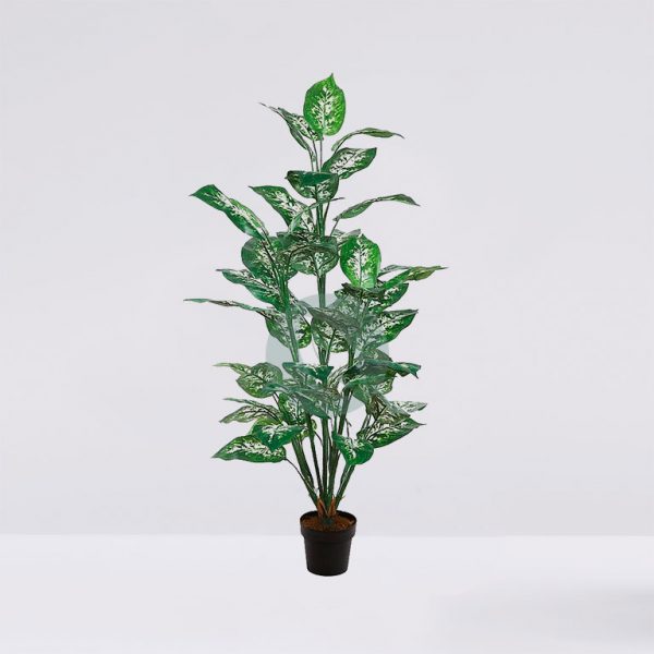 34428M.jpg Difembachea En Maceta 106Cm - Imagen 1