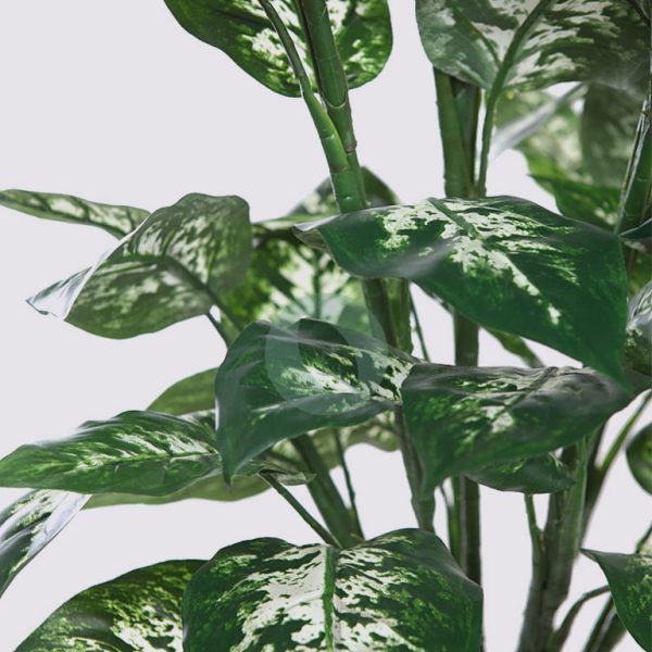 Difembachea X9 50 Hojas 106Cm - Imagen 2