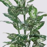 Difembachea X9 50 Hojas 106Cm - Imagen 3