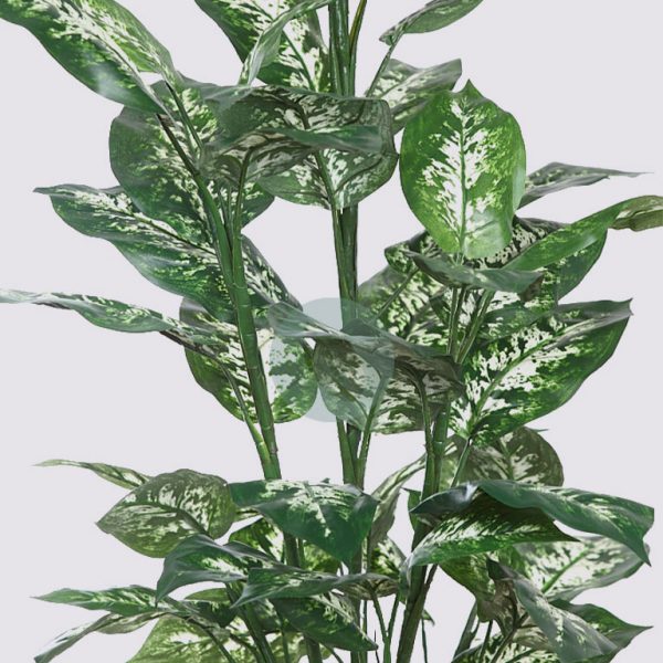 Difembachea X9 50 Hojas 106Cm - Imagen 3