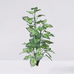 Caladium X9 50 Hojas 106Cm