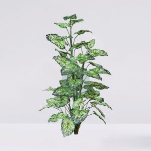 Caladium X9 50 Hojas 106Cm