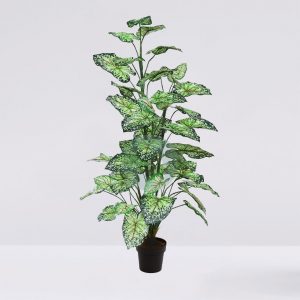Caladium En Maceta 106Cm