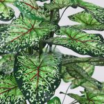 Caladium X9 50 Hojas 106Cm - Imagen 2