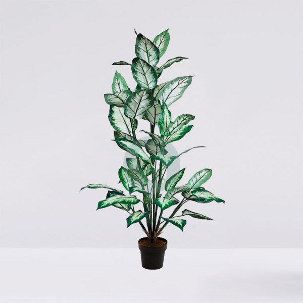 34801M.jpg Difembachea En Maceta 120Cm - Imagen 1