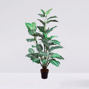 Planta Zebra En Maceta 106Cm