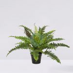 Helecho Con Brotes En Maceta 58Cm