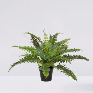 Helecho Con Brotes En Maceta 58Cm