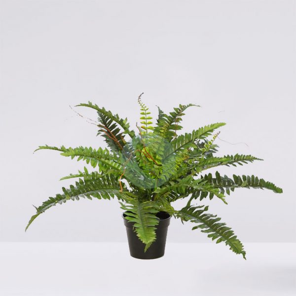 34806M.jpg Helecho Con Brotes En Maceta 58Cm - Imagen 1