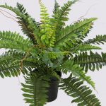 Helecho Con Brotes En Maceta 58Cm - Imagen 2