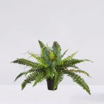 Helecho Con Brotes En Maceta 64Cm