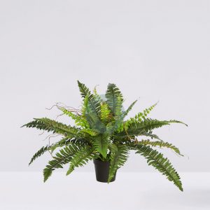 Helecho Con Brotes En Maceta 64Cm