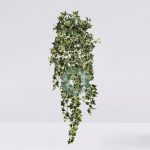 Hiedra Colgante Variegada 130Cm