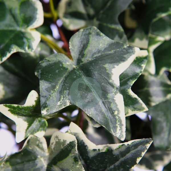 Hiedra Colgante Variegada 130Cm - Imagen 2