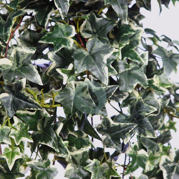 Hiedra Colgante Variegada 130Cm - Imagen 3